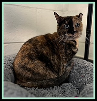 NALA