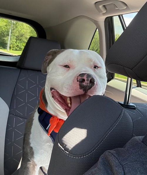 BARLEY, an adoptable Pit Bull Terrier in Peoria, IL