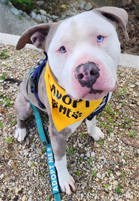 BARLEY, an adoptable Pit Bull Terrier in Peoria, IL
