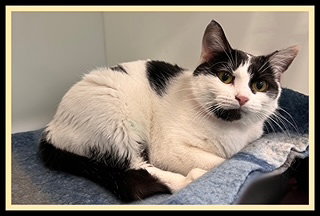STORMY, an adoptable Domestic Short Hair in Peoria, IL