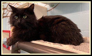 JACKIE, an adoptable Domestic Long Hair in Peoria, IL