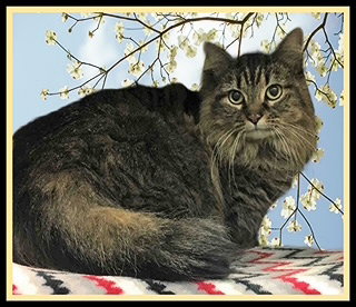 SOPHIE, an adoptable Domestic Long Hair in Peoria, IL