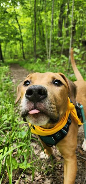 HONEY BEE, an adoptable Pit Bull Terrier in Peoria, IL