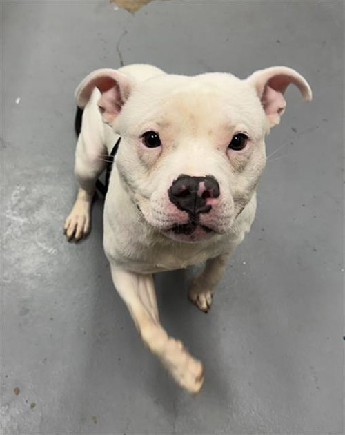 BABY P, an adoptable Pit Bull Terrier in Peoria, IL