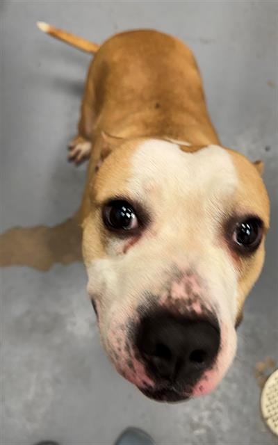 PANCAKE, an adoptable Pit Bull Terrier in Peoria, IL