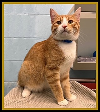 ROBBIE, an adoptable Domestic Short Hair in Peoria, IL