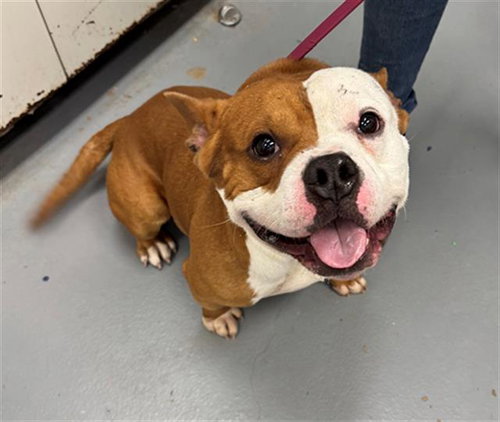 BABY YODA, an adoptable Pit Bull Terrier in Peoria, IL