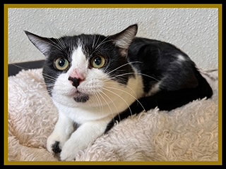 BRANCH, an adoptable Domestic Short Hair in Peoria, IL