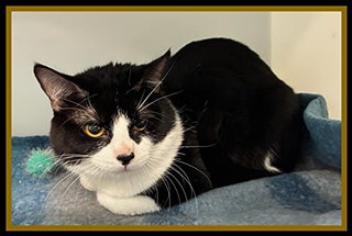 TWIG, an adoptable Domestic Short Hair in Peoria, IL