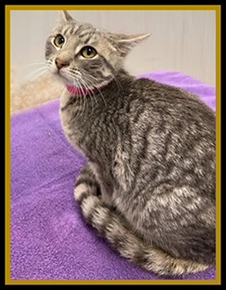 PEACH, an adoptable Domestic Short Hair in Peoria, IL