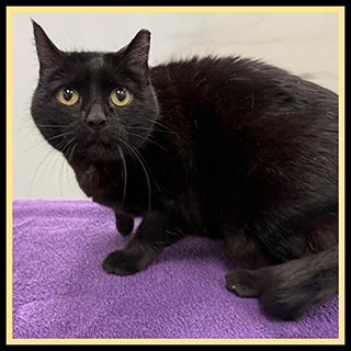 SOLSTICE, an adoptable Domestic Short Hair in Peoria, IL