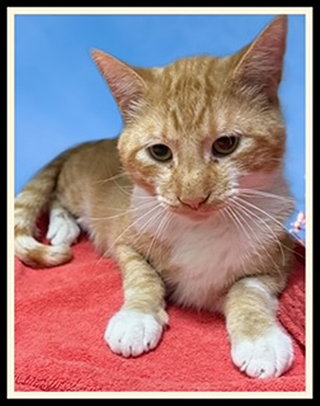 PETER, an adoptable Domestic Short Hair in Peoria, IL