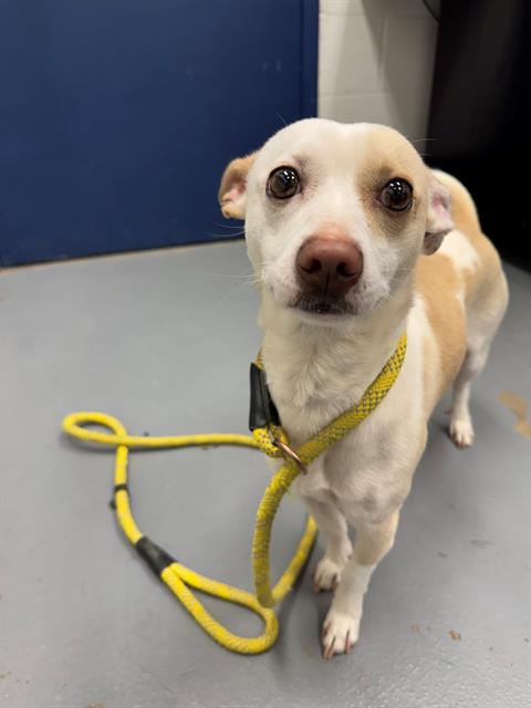 SEBASTIAN, an adoptable Chihuahua in Peoria, IL