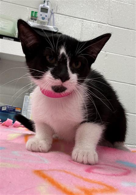 HEART, an adoptable Domestic Short Hair in Peoria, IL