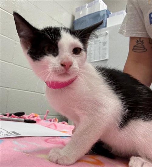 TRIANGLE, an adoptable Domestic Short Hair in Peoria, IL