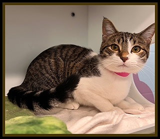 SELENA, an adoptable Domestic Short Hair in Peoria, IL
