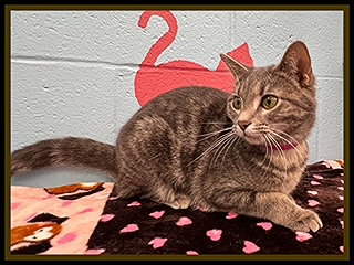 FRANCHESCA, an adoptable Domestic Short Hair in Peoria, IL