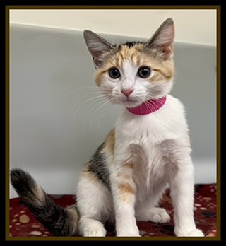 ANNIE MAE, an adoptable Domestic Short Hair in Peoria, IL