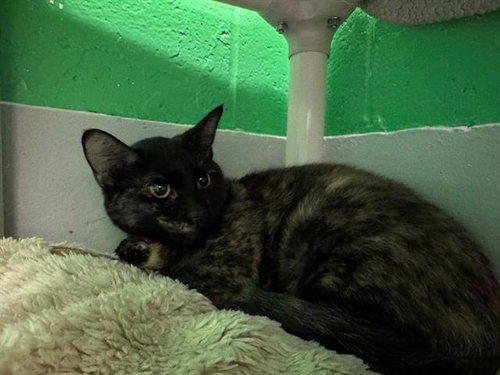 LIEG, an adoptable Domestic Short Hair in Peoria, IL