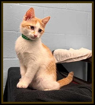 SCRUNT, an adoptable Domestic Short Hair in Peoria, IL