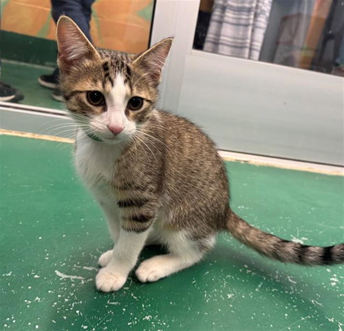 SCUBA, an adoptable Domestic Short Hair in Peoria, IL