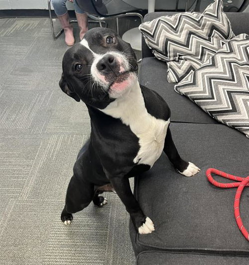 STINK BUG, an adoptable Pit Bull Terrier in Peoria, IL