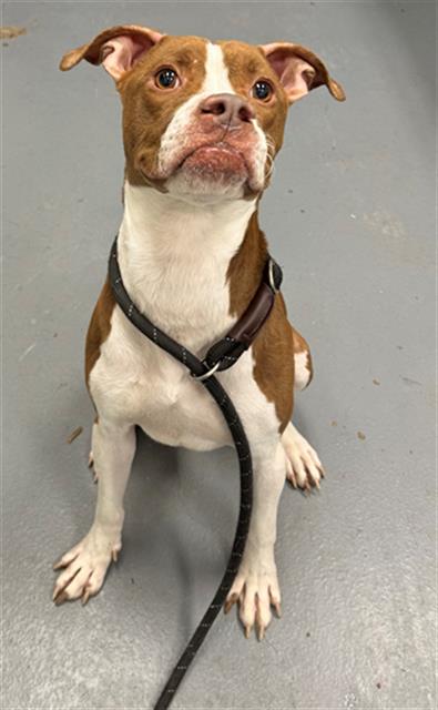 BUBBA GUMP, an adoptable Boxer in Peoria, IL