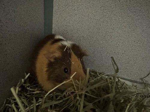 HENRIETTA
