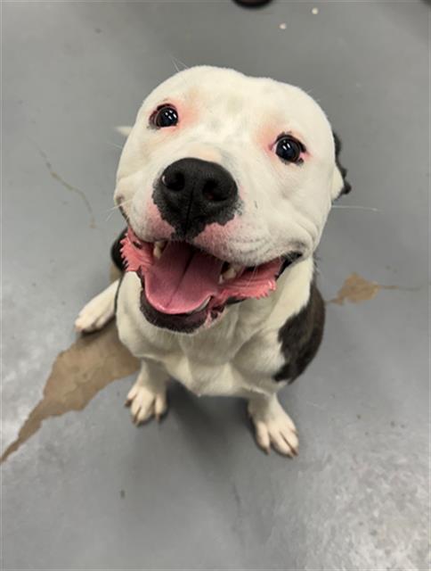 OLLIE OLLIE, an adoptable Pit Bull Terrier in Peoria, IL