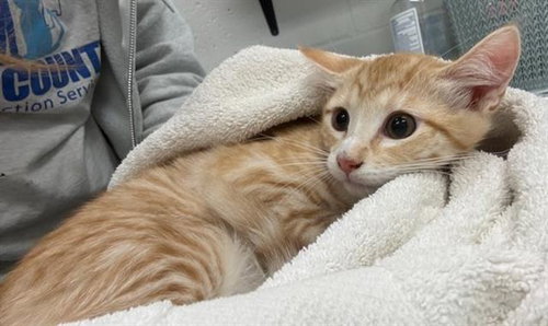 SKILLET, an adoptable Domestic Short Hair in Peoria, IL