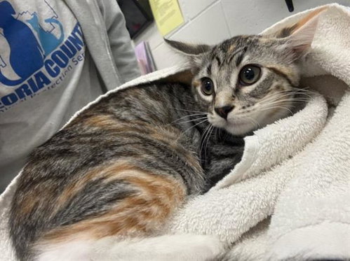 BLENDER, an adoptable Domestic Short Hair in Peoria, IL