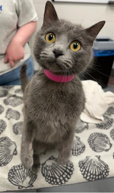 MIKYLA, an adoptable Domestic Short Hair in Peoria, IL