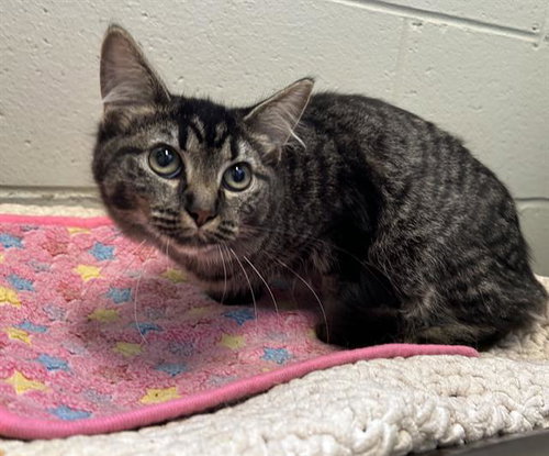 PIANO, an adoptable Domestic Medium Hair in Peoria, IL