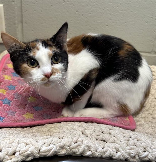 MAJORIE, an adoptable Domestic Short Hair in Peoria, IL