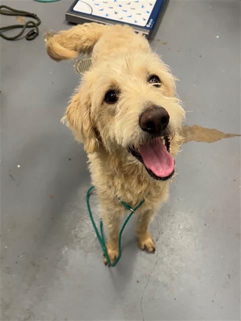 FRANKLIN, an adoptable Labrador Retriever in Peoria, IL