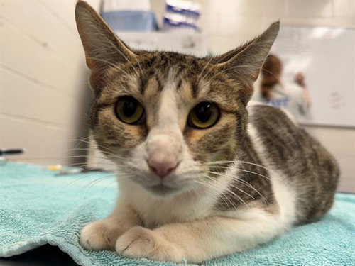 WILDLIFE, an adoptable Domestic Short Hair in Peoria, IL