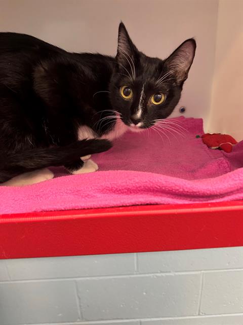ZOOIE, an adoptable Domestic Short Hair in Peoria, IL