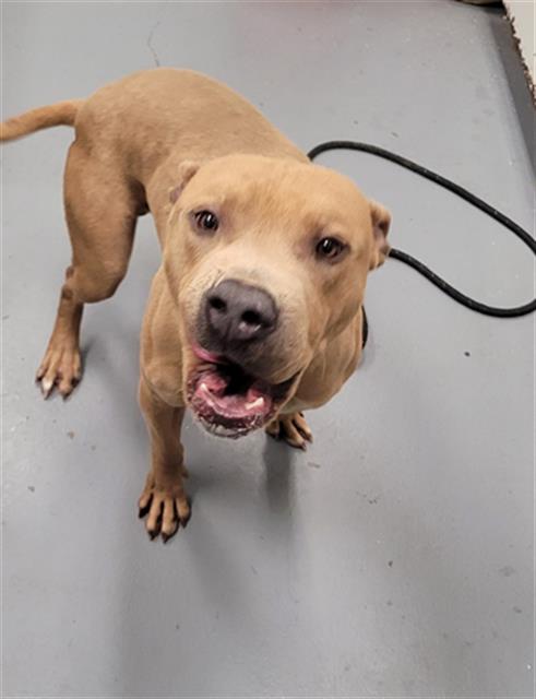 KNIGHT, an adoptable Pit Bull Terrier in Peoria, IL