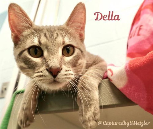 DELLA, an adoptable Domestic Short Hair in Peoria, IL
