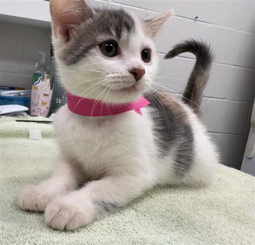 CRANBERRY, an adoptable Domestic Short Hair in Peoria, IL