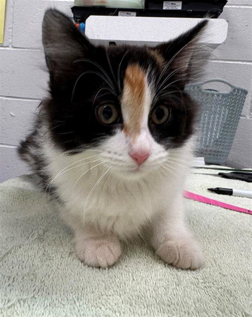 MULLBERRY, an adoptable Domestic Short Hair in Peoria, IL