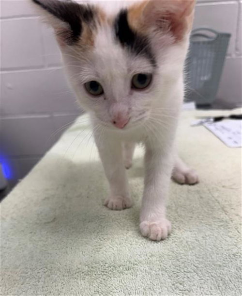 NUTTER BUTT, an adoptable Domestic Short Hair in Peoria, IL