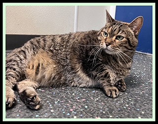 SUNNY, Senior Domestic Short Hair (medium coat), cat for adoption in Peoria, Illinois