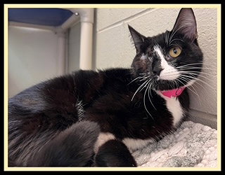 OLIVE OIL, Adult Domestic Short Hair (medium coat), cat for adoption in Peoria, Illinois