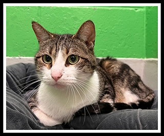 JIMMY, Adult Domestic Short Hair (medium coat), cat for adoption in Peoria, Illinois