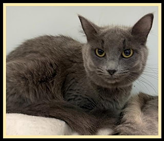 COOKOUT, Young Domestic Short Hair (medium coat), cat for adoption in Peoria, Illinois