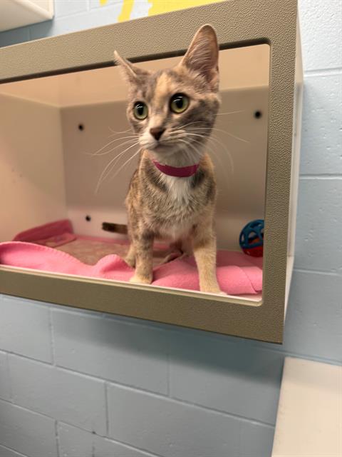 WILMA, Young Domestic Short Hair (medium coat), cat for adoption in Peoria, Illinois