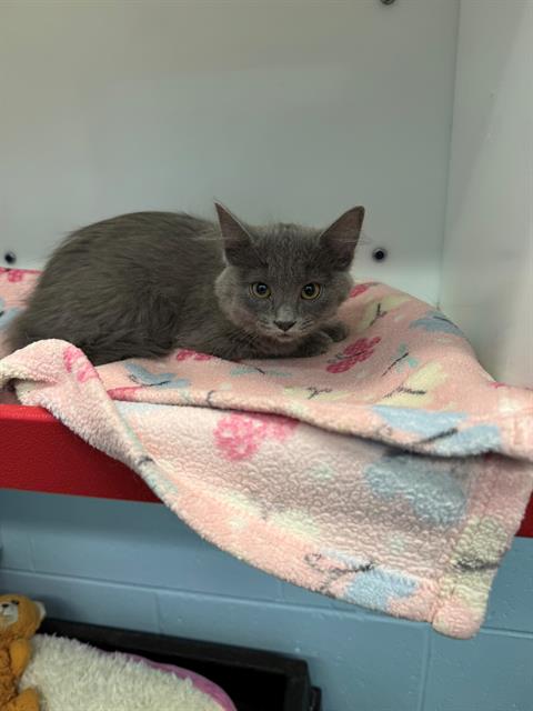 DINO, Baby Domestic Short Hair (medium coat), cat for adoption in Peoria, Illinois