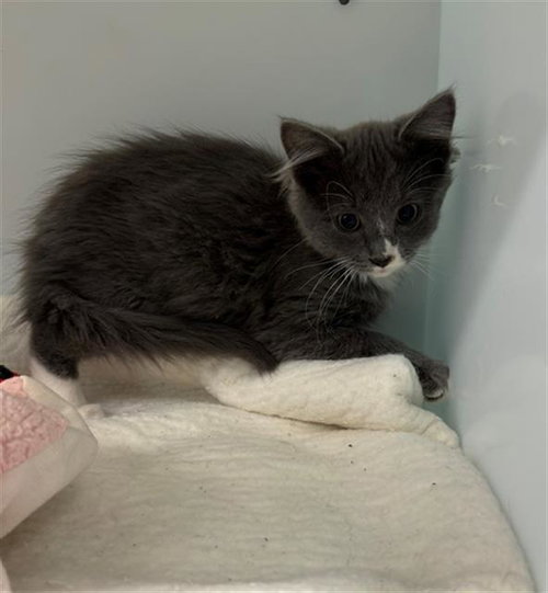 BAM BAM, Baby Domestic Medium Hair (medium coat), cat for adoption in Peoria, Illinois
