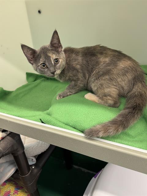 MS SLATE, Baby Domestic Short Hair (medium coat), cat for adoption in Peoria, Illinois
